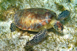 Sea Turtle Sanctuary