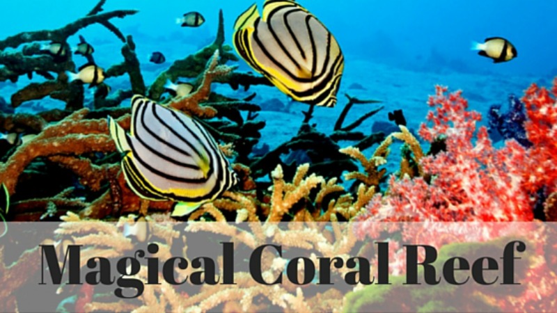 Magical Coral Reefs - Barefoot Yacht Charters