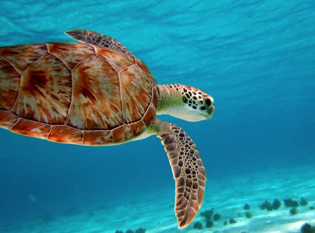 tobago-cays-turtle