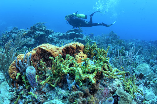 Grenadines, West Indies